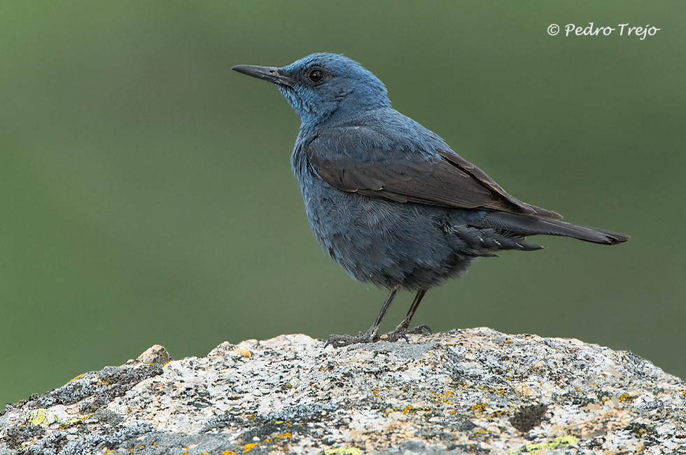 Roquero solitario (Monticola solitarius)